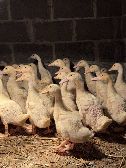 Kaczki - różne rasy i wielkości