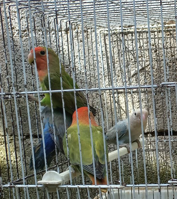 Agaponeis Roseicolins