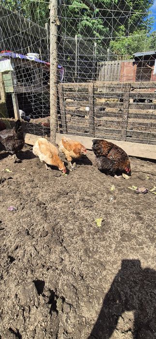 Sprzedam kury różnych ras typu Marans araukana wajandota
