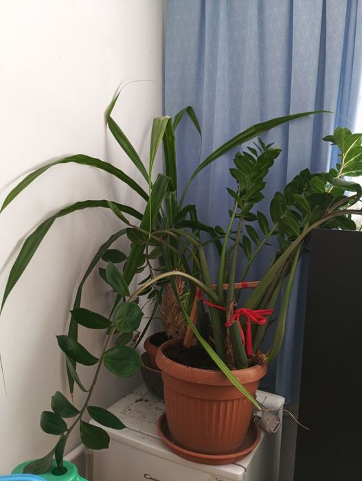 Kwiaty do odebrania Wysokość z doniczką 110cm.