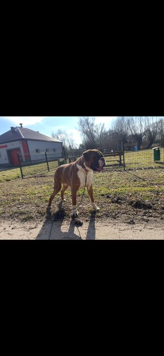 Bokser krycie reproduktor