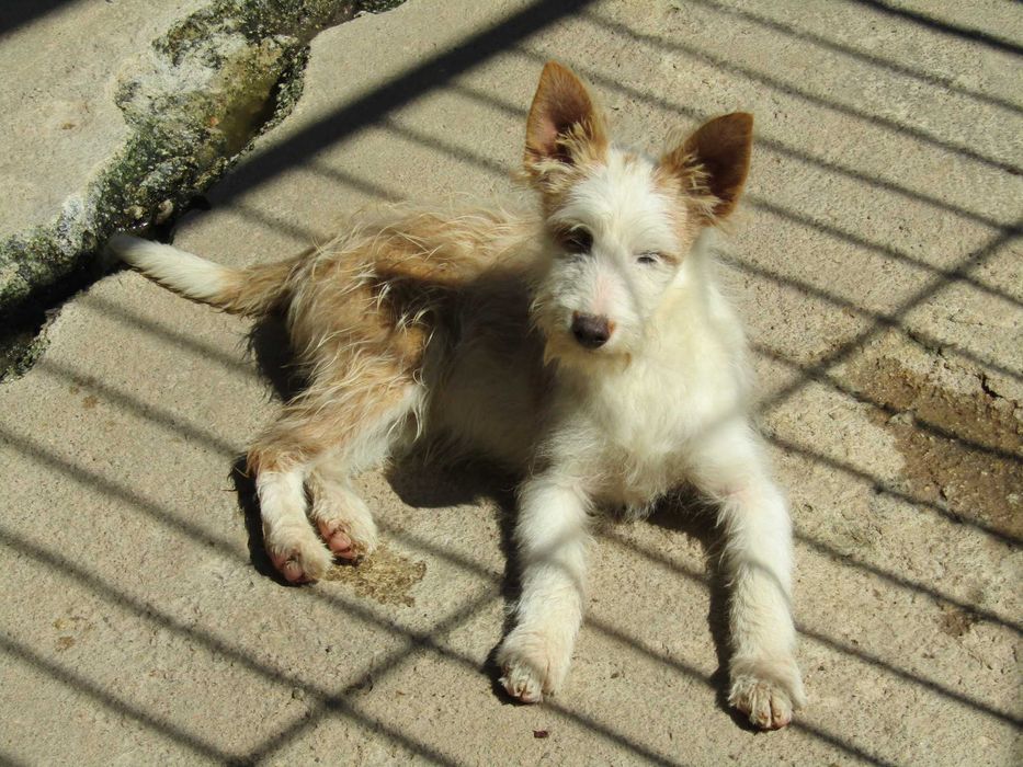 Fêmea Podengo Português Médio Cerdoso LOP/Pedigree/Afixo.