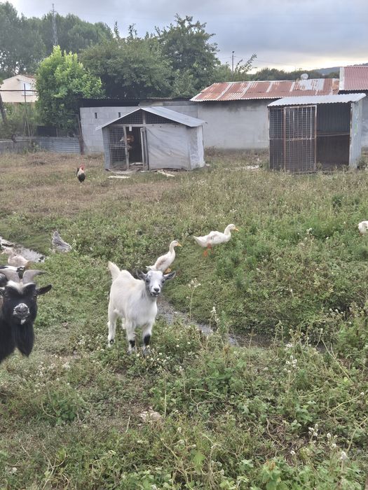 Vendo cabra anã macho