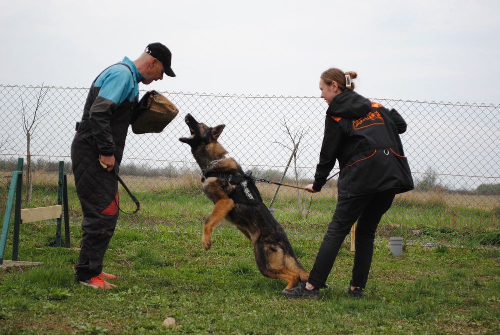 Кінолог | Дресирування собак у Мукачеві