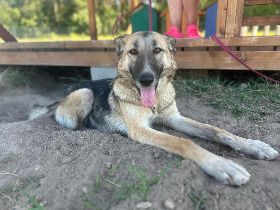 Młoda, towarzyska i oddana suczka poleca się do adopcji