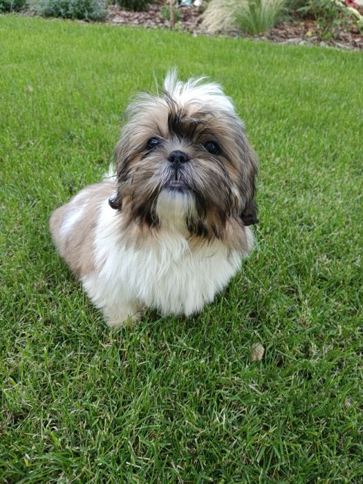 Piękne pieski shih tzu z rodowodem