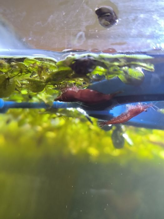 Camarões Red Cherry Neocaridina — Fortes, Saudáveis e de Cor Viva!