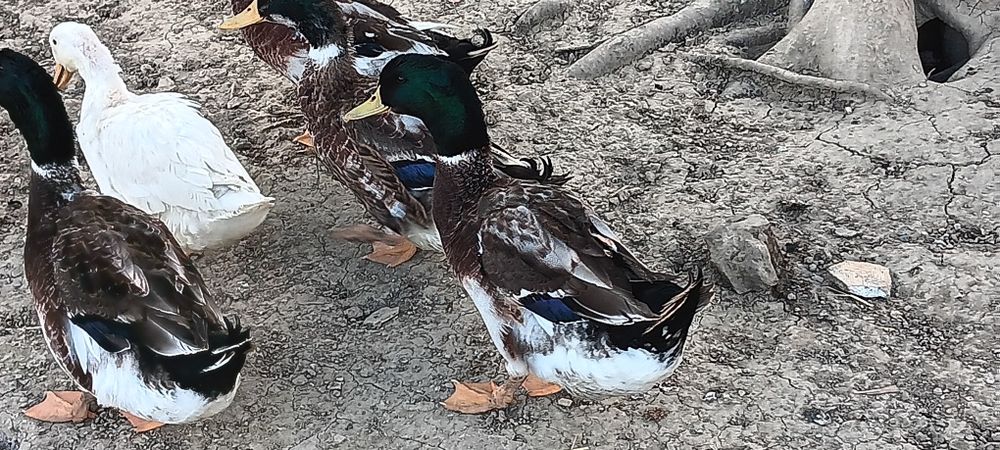 Kaczory staropolskie