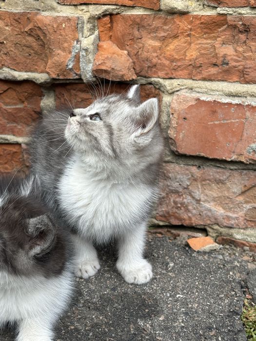 Віддамо котят у добрі руки