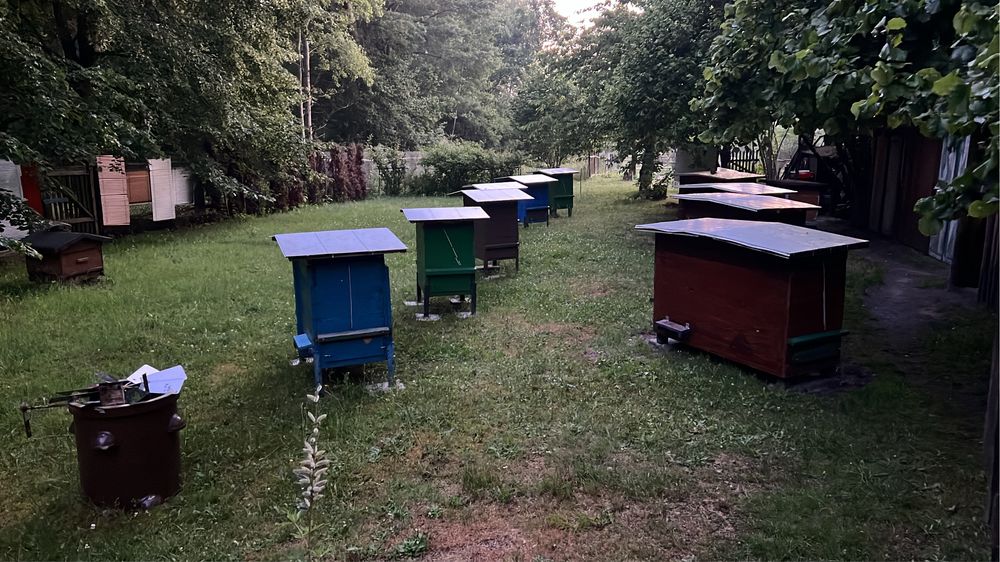 Ule wielkopolskie podwójne