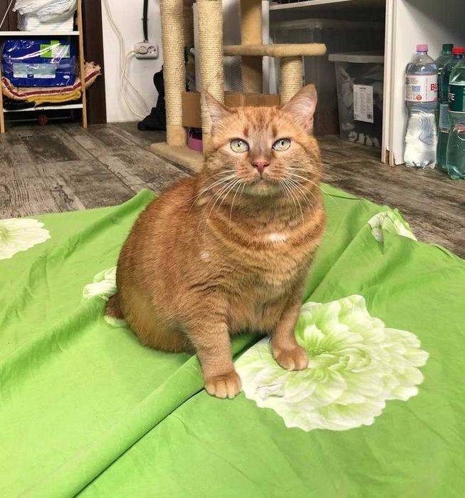 Симпатичная толстушка кошечка Паляничка, особенная кошечка!