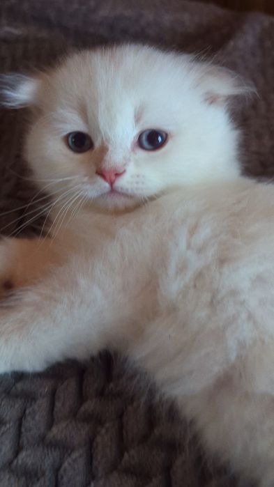 Шотландське кошеня (дівчинка)