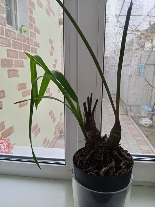 Цікавий по кольору цимбідіум