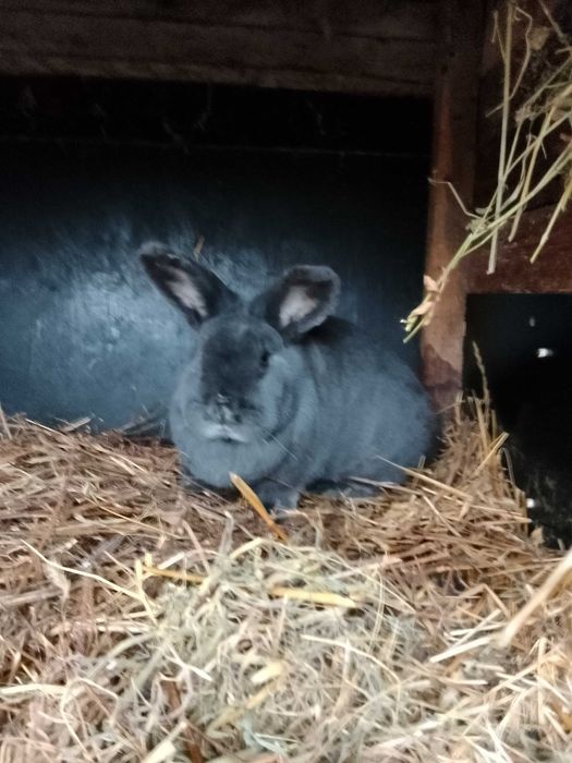 Sprzedam króliki samice