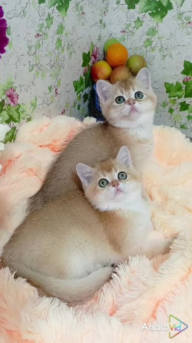 Девочка и мальчик. Шотландские котята золотые шиншиллы