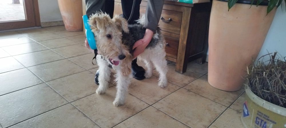 Znaleziono psa okolice Strumienia