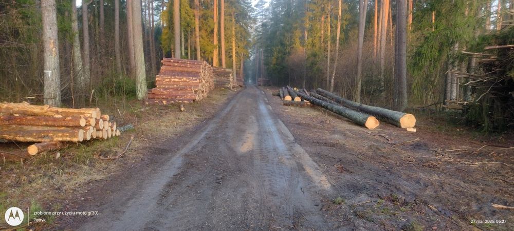 Wycinka  drzew Mulczowanie Czyszczenie działek