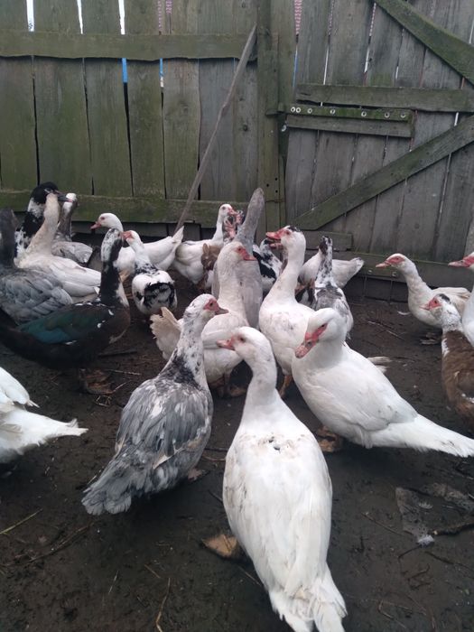 Продам качок шипунів