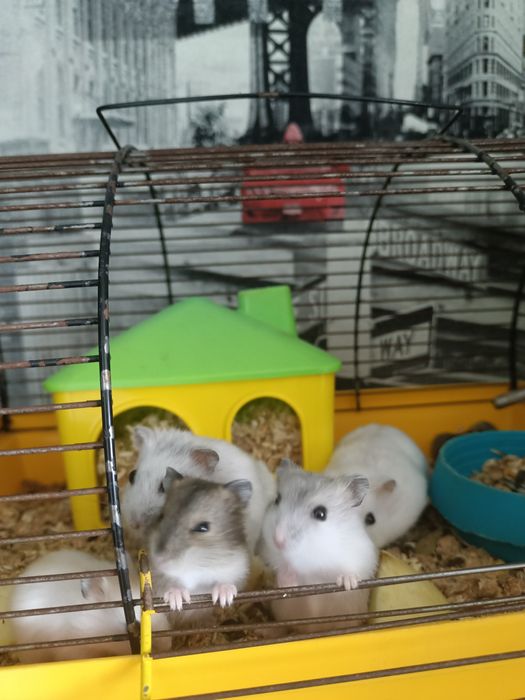 Джунгарики хомячок