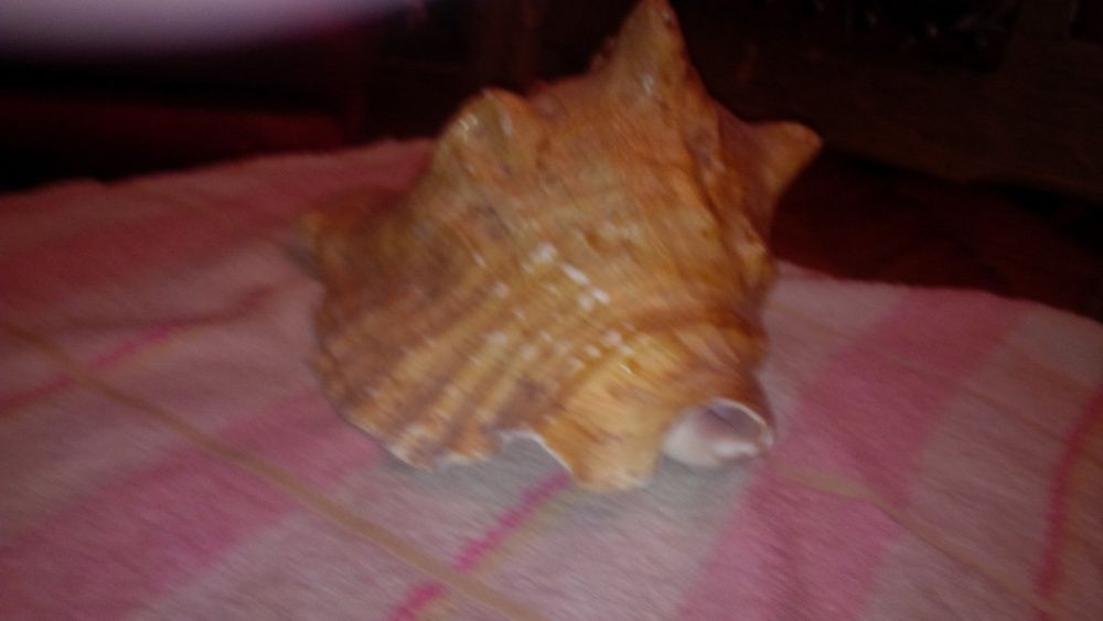 Ракушкушки, рапаны