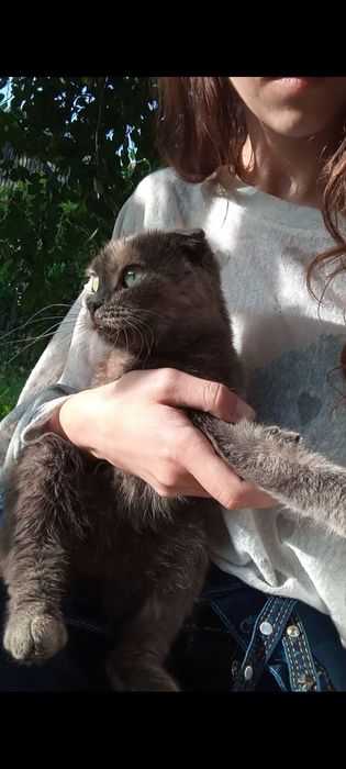 Отдам молодую кошечку вислоушку в хорошие руки