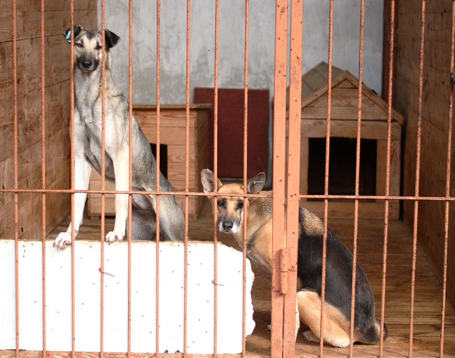 Цуцики в добрі руки