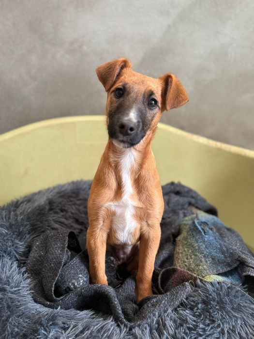 Para adoção, Berenice