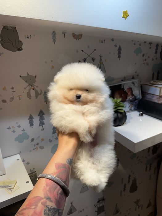 Maly i bardzo puchaty, Idealny piesek bez Wad, bialy