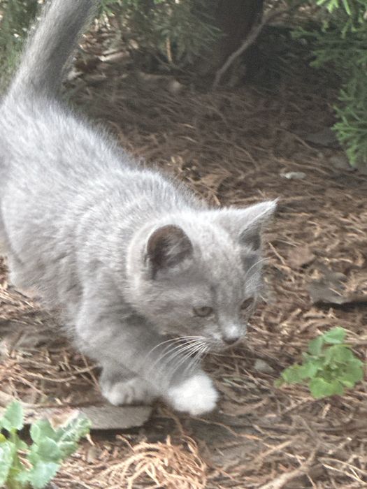 Відам котенятка котики маленькі