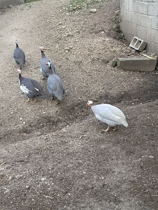 Vendo 4 fracas adultas caseiras