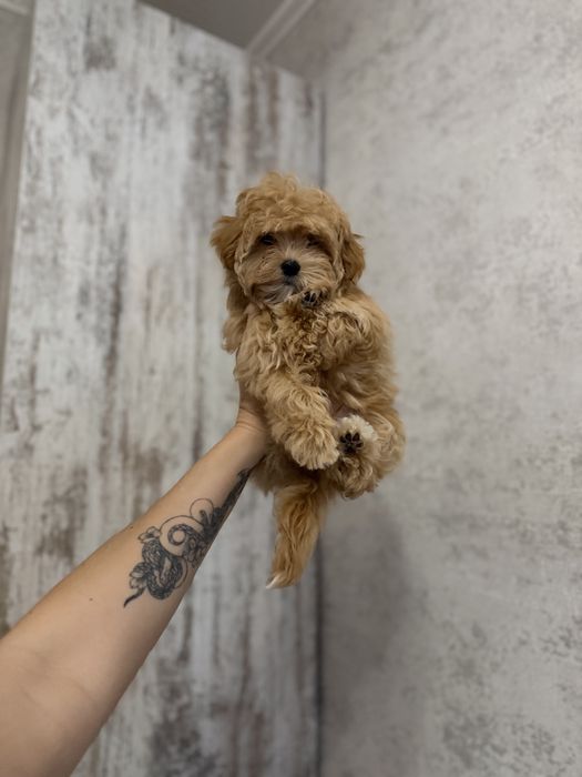 Карамелька мальтіпу