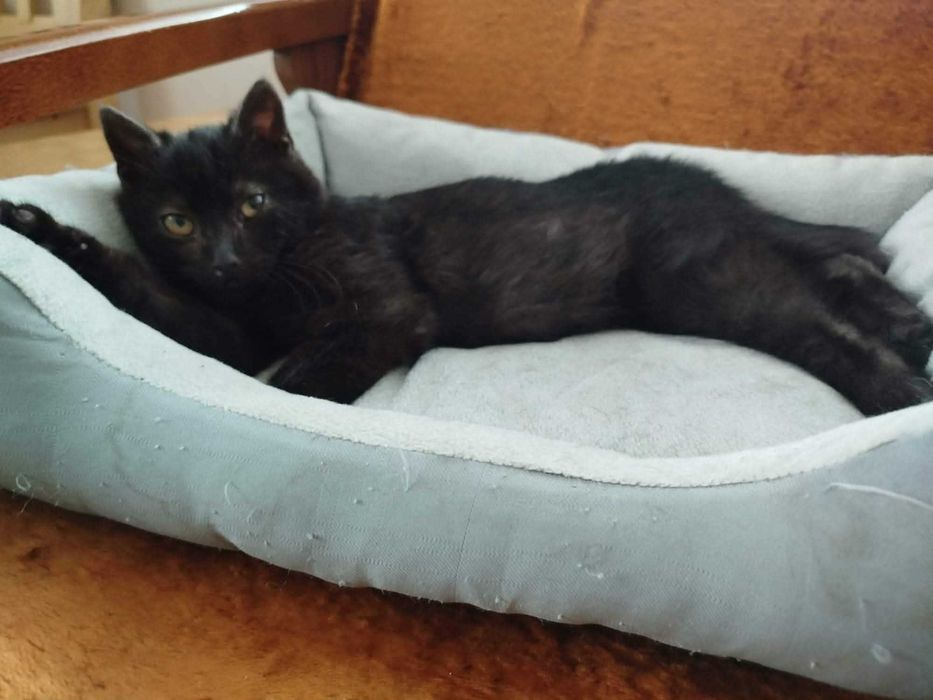 Kocurek Koralik szuka domku