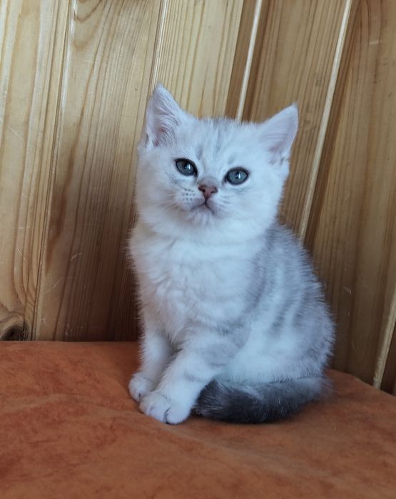 Ніжний біленький принц