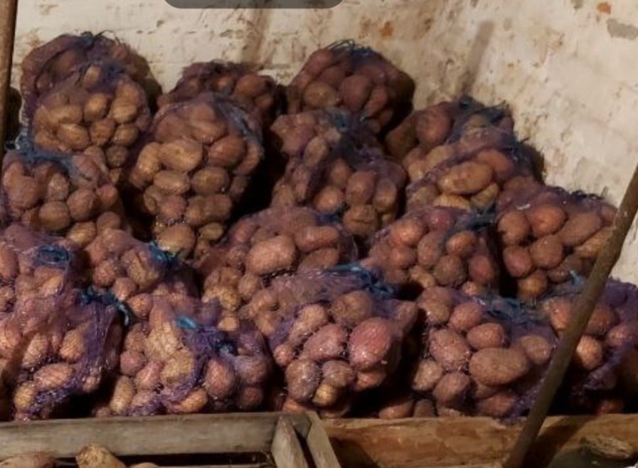 Продам їстівну картоплю (велику) або можна на посадку