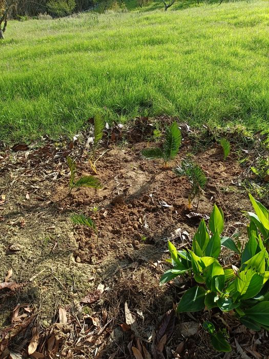 Mudas de cyca revoluta