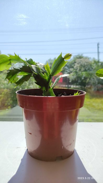 Кактус портулацея аіхризон різдвяник сансевієрія хані калвнхое