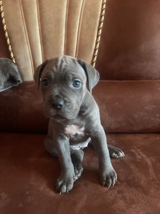 Кане - корсо  до Нового року