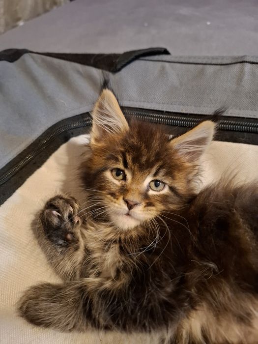 Przepiękny i ogromny Maine Coon Rodowód FPL Rezerwacja