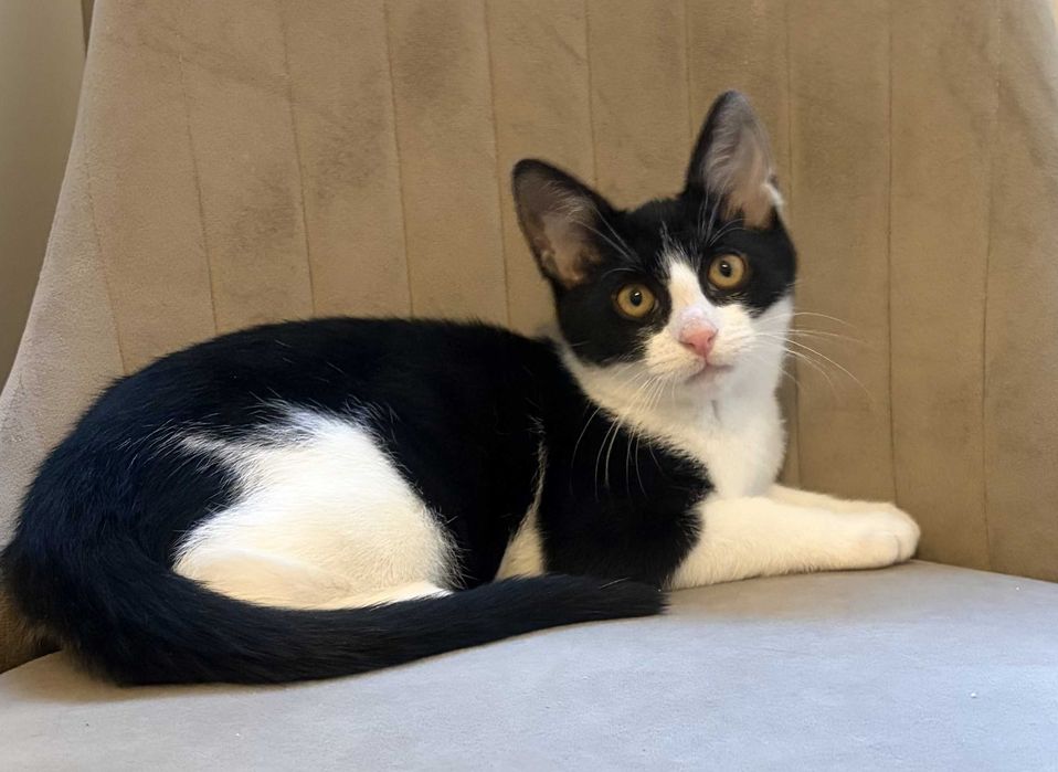 Simba - kotek do adopcji