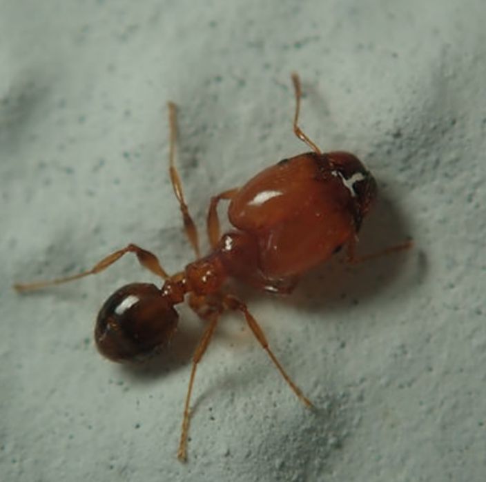 Экзотические муравьи Pheidole pallidula  с рабочими для муравьиной фермы! Корм в подарок!