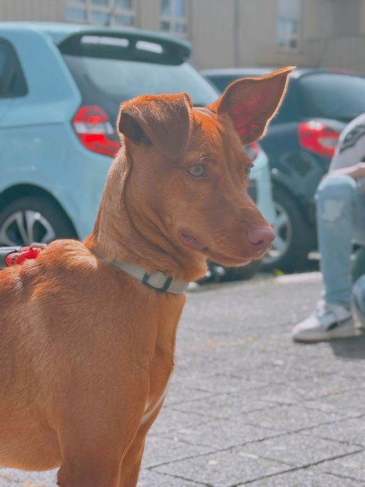 Dou o meu Pequeno Pluto.