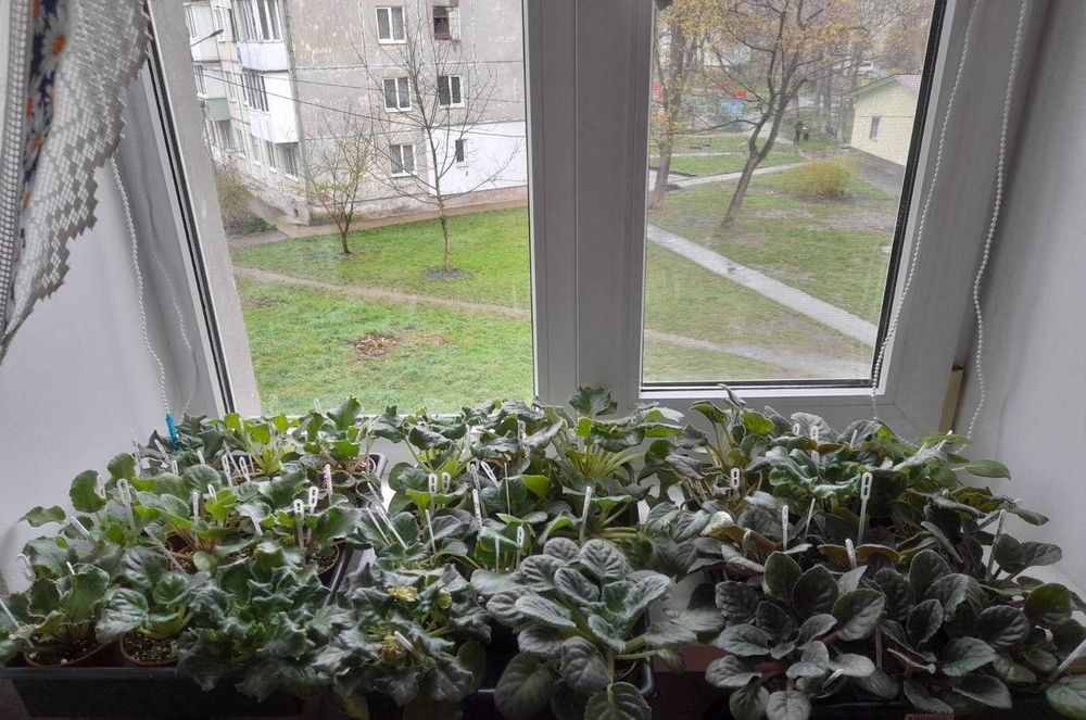 Фіалки - дітки та стартери