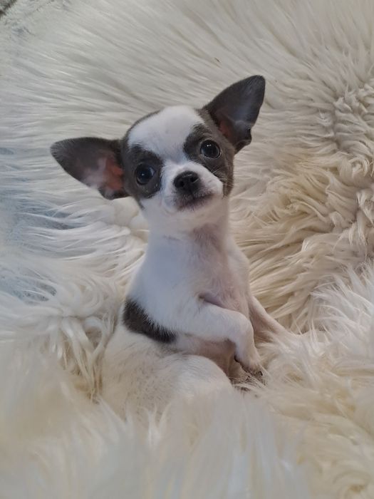 **CARMEN**chihuahua sunia xs biało niebieska zarezerwowana