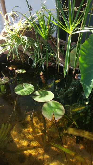 Peixes para lago medaka