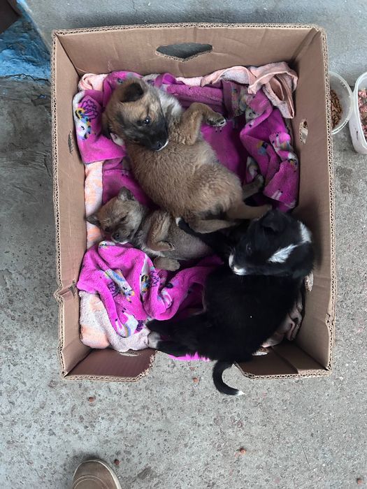 Цуцента  в добрі руки