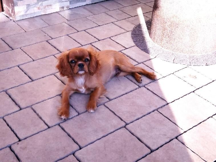 Cavalier King Charles Spaniel