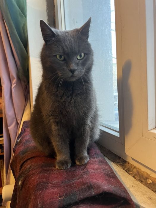 Кішка шукає дім