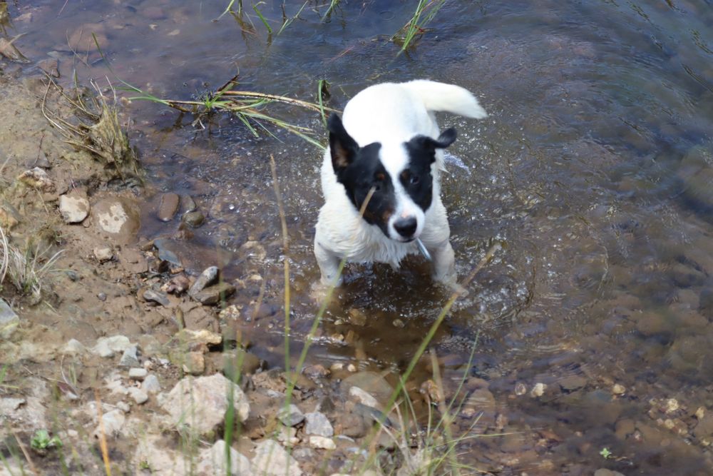 Jack russell familia