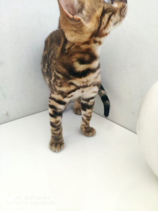 Gato de Bengal com afixo e lop,microchip