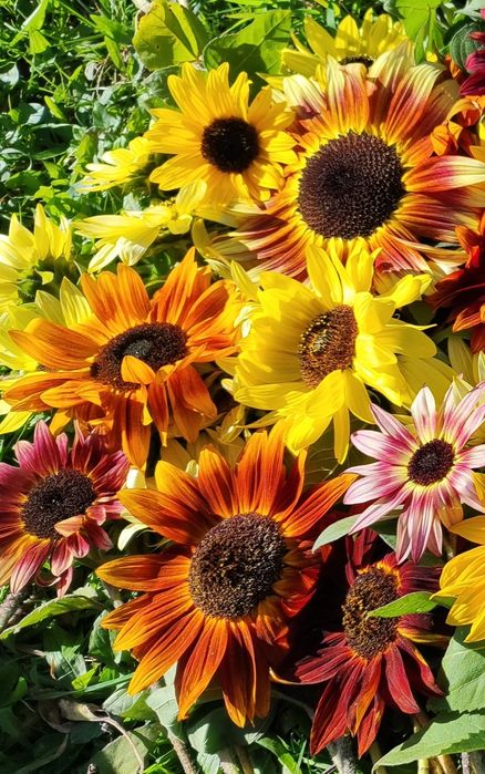 Słonecznik ozdobny na kwiat cięty nasiona